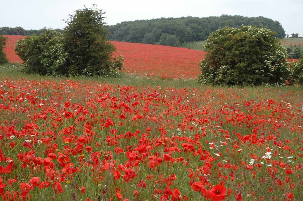 Poppies 003.jpg